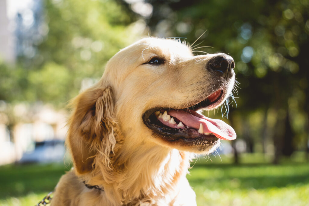 Golden Retriever panting outdoors.