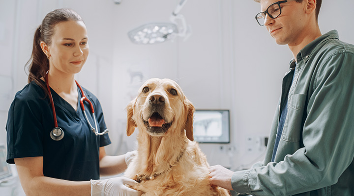Veterinarian examining a Golden Retriever while the dog's owner looks on.