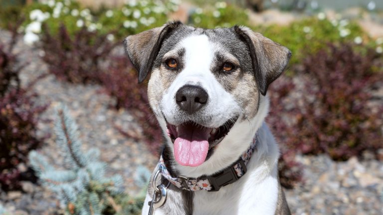 Daisy, a shelter dog from the Veteran-Trained Service Dog Program at Liberty Dogs