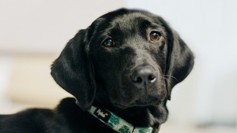Black labrador Liberty Dog with green collar